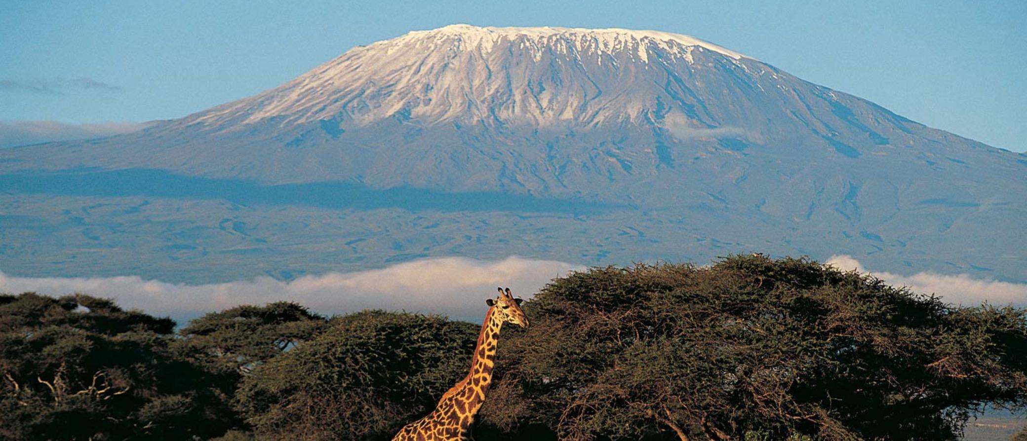 Mount Kilimanjaro and a pretty giraffe